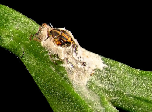 Mebepax Control Biologico Hongos Entomopatogenos (6 Piezas)