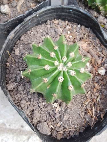 Imagen 2 de 3 de Cactus De Hermosas Flores Perfumadas Desde $ 100