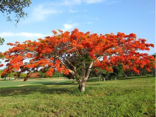 20 Semillas Árbol De Fuego Flambollan Chivato Delonix Regia