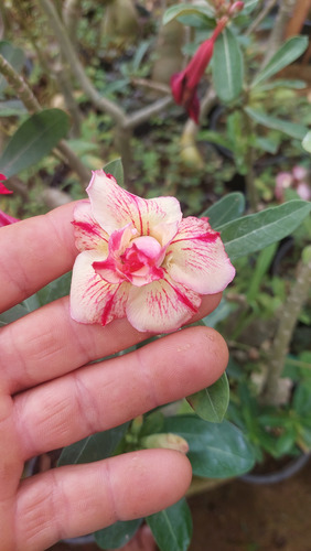 Enxertos De Adeniun (rosa Do Deserto)