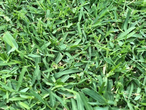 Sementes de capim Bermuda 100 Gr Groenlândia