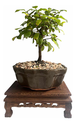 Bonsai Pñanta Celtis Cinensis  12 Años Maceta Esmaltada N 3