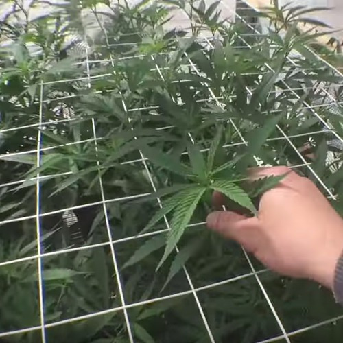 Red Scrog Indoor Cultivo Carpa Ajustable Ganchos