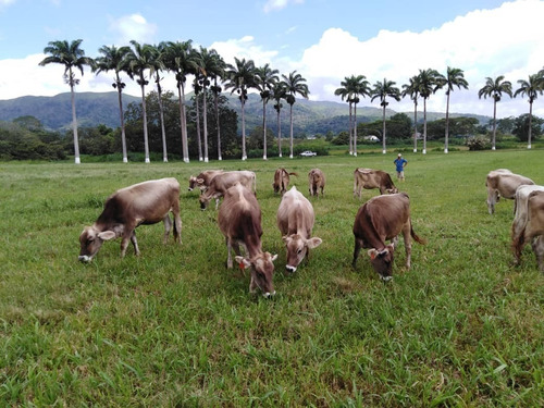 Imagen 9 de 29 de Finca Ganadera Y Agricola En Venta En Bejuma, Edo Carabobo 04121994409