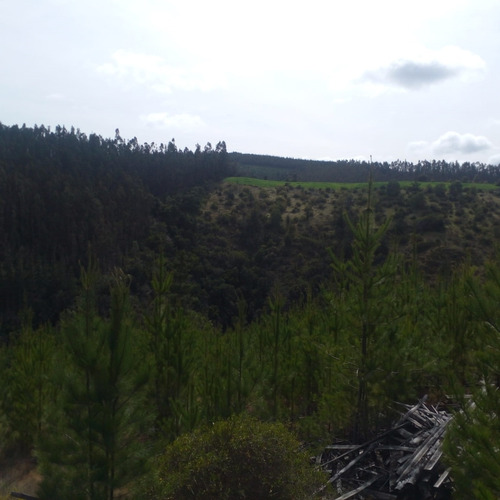 Lindo Sitio Con Bosque En La Cercanía De Pichilemu