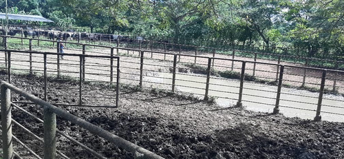 Imagen 13 de 27 de Se Vende Finca El Maitero Via El Sur De Monagas Ve02-1098vs-mtru