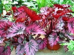 Begonia Rex (begonia Rex) Cores Diversas Pote 15 | MercadoLivre