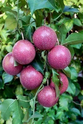 Maracuya Morado Dulce