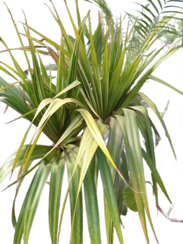 Pandano Pandanus Utilis 40lts