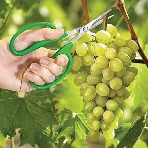 Imagem 2 de 3 de Tesoura Para Colheita E Desbaste Trapp Ts 3154a