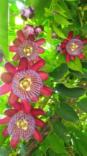 Passiflora - Maracuyá Flor Roja - Vigorosa Enredadera