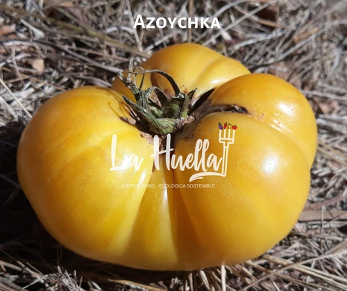 Súper Combo Semillas Tomates Grandes Exclusivos Reliquias