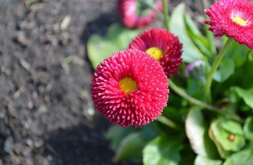 Semilla Flor Coqueta Monstruosa As - Origen Holanda