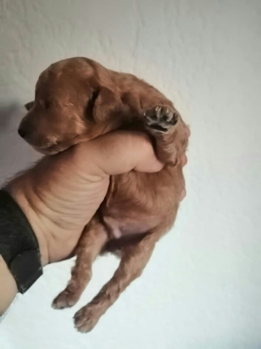Imagen 7 de 8 de Caniche Pelirrojo, Aceptamos Tarjeta!nacen En Marzo