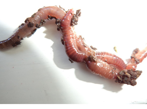 200 Minhocas Californianas Compostagem Pesca Produção Húmus