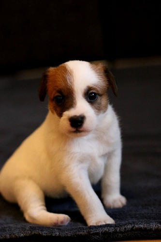 Jack Russell 20 Tricolor