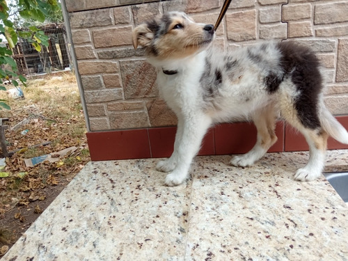 Imagen 8 de 10 de Cachorros Rouh Collie Color Blue Merle - En Cuotas!