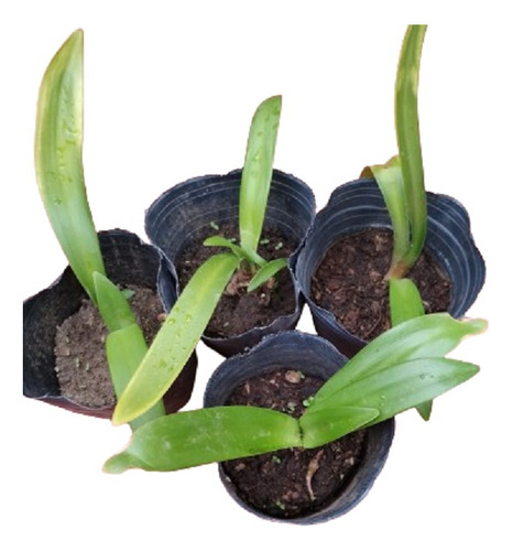 Clivia Miniata Bulbo - Precio Por 3 Plantines