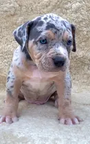 Comprar Pit Bull \u002F Pit Monster \u002Fpedigree Ibc