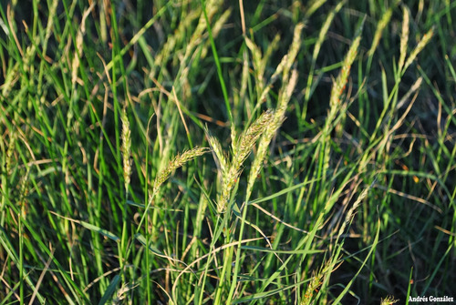 Semillas De Pasto Alemán ( Echinochloa Polystachya ) 3 Kg