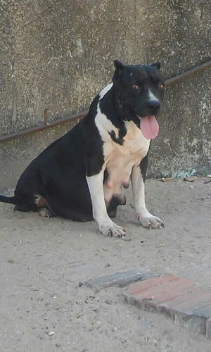 Filhote De Pitybull Macho 2 Messe Ja Vacinado