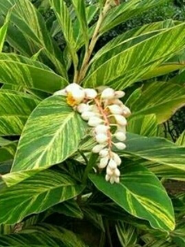 Mudas De 3 Alpinia Zerumbet E 5 Helicônia Rostrata.