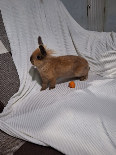 Mini Coelho Branco Bege