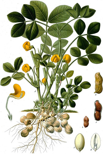 Imagen 3 de 8 de Semillas De Mani Cacahuate Para Tu Huerta