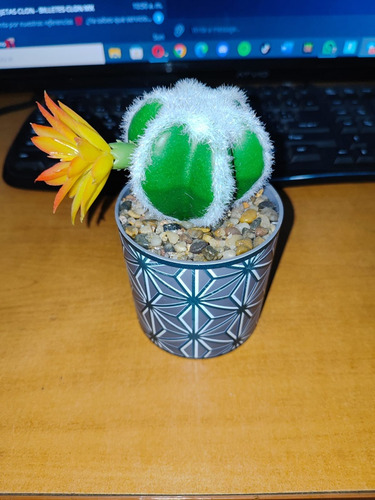 Planta De Cactus