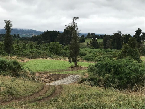 Imagen 5 de 12 de Se Vende Campo Sector Puyehue - Osorno