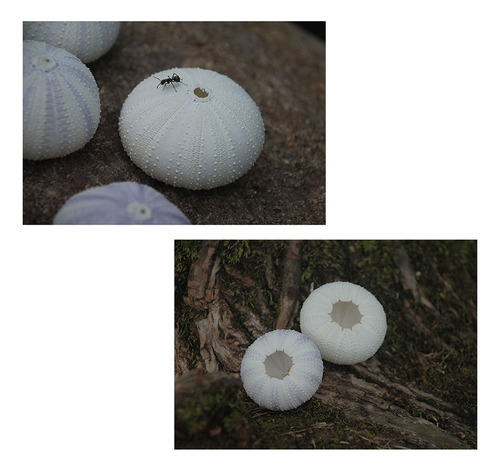 Conchas De Erizo De Mar, Cáscara De Erizo De Mar, 3 Unidades