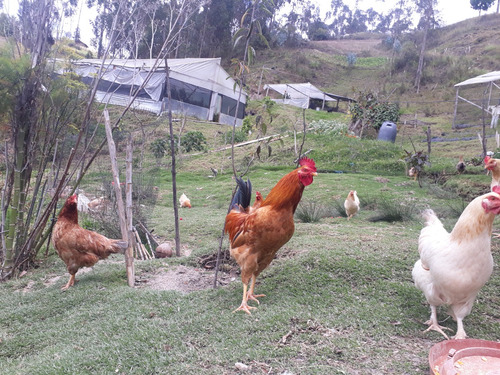 For Sale Peaceful Property & Home In The High Mountains Of Cuenca