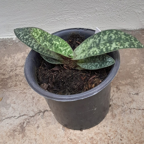 Orquídea Paphiopedillum Delenati Sapatinho Raro Coleção