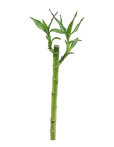 Bambú De La Suerte Tronco Recto 40cm / Dracena Lucky Bamboo