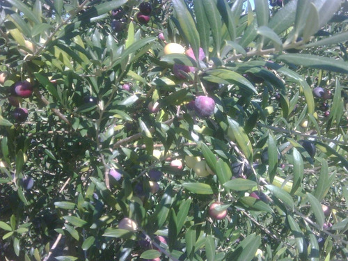 Quinta En Venta De 4 Dormitorios En Pan De Azúcar