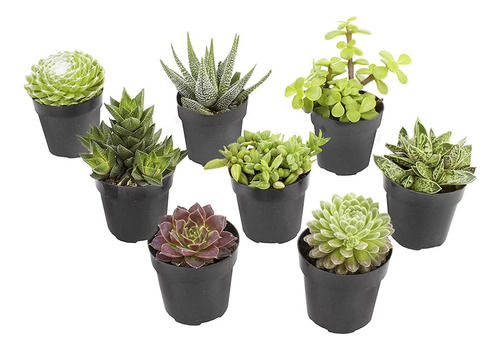 , Plantas Suculentas Vivas, Plantas De Ventana Vivas (8 Unid