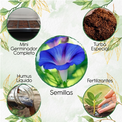 30 Semillas De Flor Campana + Kit De Germinación Especial