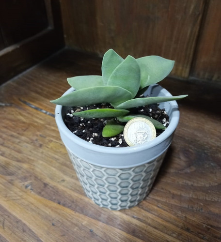 Suculenta Crassula Falcata - Aleta De Tiburón