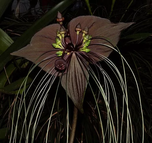 Sementes Orquidea Negra Tacca Chantrieri Flor Morcego Mudas