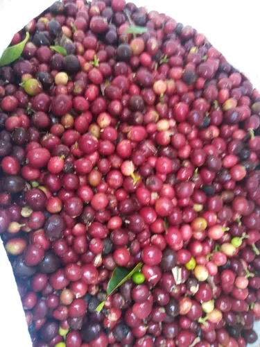 Deja Que El Campo Trabaje Para Ti : Finca En Quipile