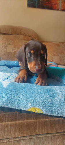 Imagen 3 de 3 de Espectacular Cachorra Doberman Mascotas Rionegro Medellin