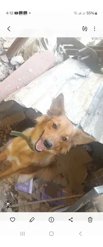 Lindos Cachorros En Adopción