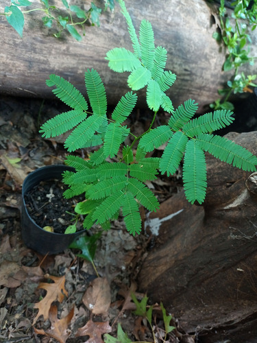 Combo X 6 Plantines Árbol / Bonsái