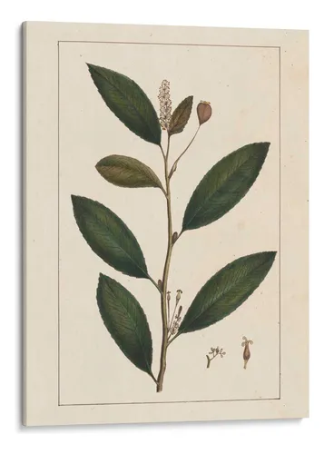 comprar Canvas Lab Cuadro Silva Deja V 90x120, John Silva