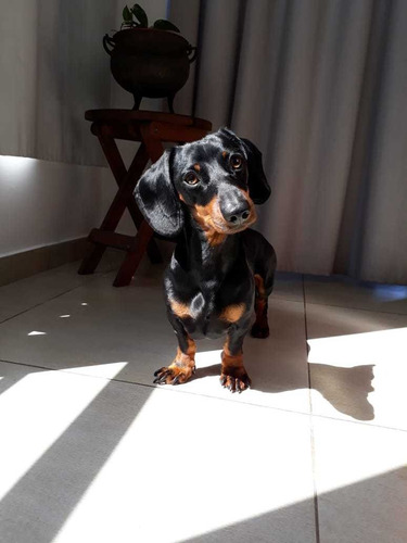 Perro Mini Salchicha Busco Novia