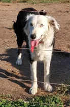 Comprar Cachorros Border Collie Cruza Collie Rough