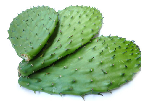 50 Pencas Madre Nopal Doble Propósito