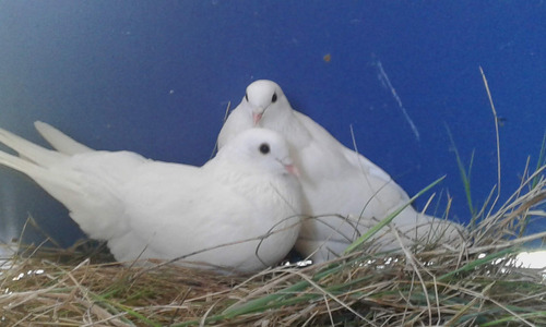 Vendo Hermosas Palomas Blancas Cada Una 850 Casal 1700