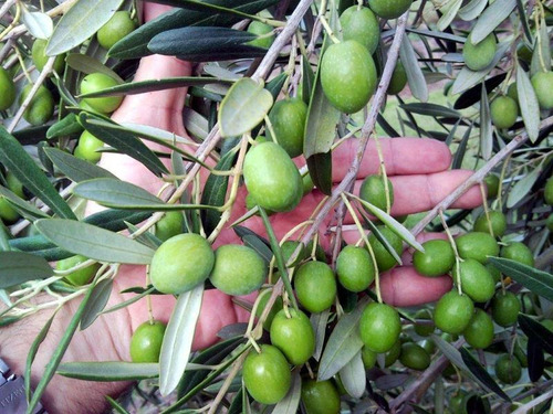 Campo De 68 Has. Emprendimiento Olivícola A 20 Minutos De Punta Del Este