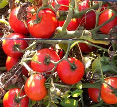Imagem 5 de 6 de Sementes De Tomate Heinz - O Tomate Mais Famoso Do Mundo!